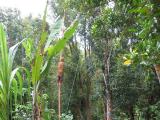 from a bamboo stand/ladder with a basket on their back to put the cloves, women and kids at the bottom picking up the ones that are dropped