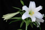 Easter Lilly.jpg