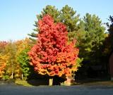 Fall 2003
