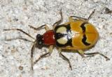 Festive Diabrotica - Diabrotica tibialis