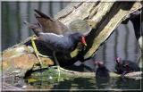 Poule d'eau tendresse