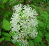 Baneberry, White