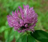 Clover, Red