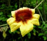 Crossvine