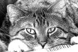 Cat Eyes