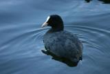 Coot (Fulica atrra)