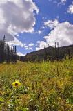Alpine meadow