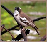 White-browed Sparrow-weaver (Mahali à sourcil blanc)