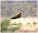 White-fronted Bee-eater (Guêpier à front blanc)