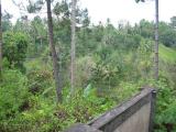 Ubud, Bali on walk