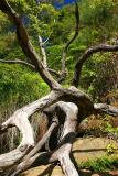 Dead tree