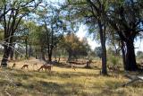 Our first antelope: impala!