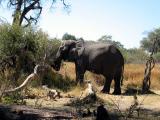 An elephant up close