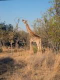 Giraffe trying to swallow a sausage fruit