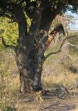 Peeking from behind the tree