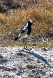 Blacksmith plover