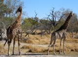 Another TWO giraffes