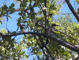 Black collared barbet and Grey hornbill