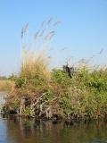 African darter drying wings