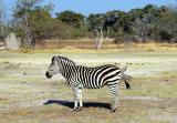 Cynthia's favorite zebra