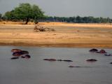 Hippos in the river!