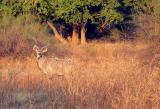 Kudu