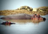 happy hippos