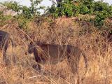 With lions right underneath!