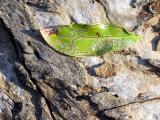 insect trails on a leaf