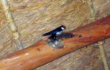 Wire tailed swallow
