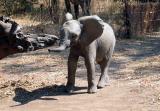 Dumbo?
