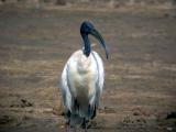 Sacred ibis