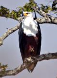 African fish eagle (Cynthia's favorite bird)