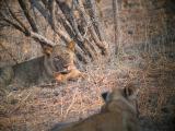 The two cubs with the lioness