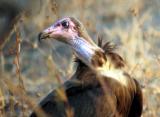 The vultures wanted that buffalo