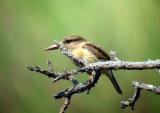 Brown hooded kingfisher