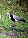 Long toed plover