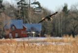 Great Gray Owl hunting in field