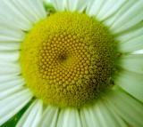 Daisy, Oxeye