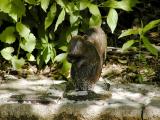 Bronzed Squirrel.jpg(200)