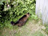 Isnt there a saying something about curiousity killing a cat.jpg(147)