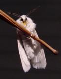 8134 -- Agreeable Tiger Moth -- Spilosoma congrua