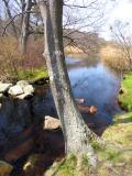 small brook.jpg