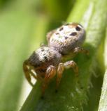 Pelegrina proterva (?) - female