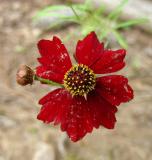 Coreopsis, Dwarf Red Plains