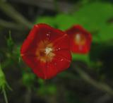 Cypress Vine