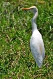 Cattle Egret
Scientific name: Bubulcus ibis
Habitat: Common in pastures, ricefields and marshes.