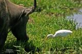 Cattle Egret
Scientific name: Bubulcus ibis
Habitat: Common in pastures, ricefields and marshes.