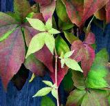 Painted leaves