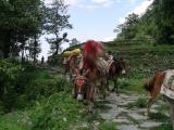 Annapurna Trek - Supplies Train